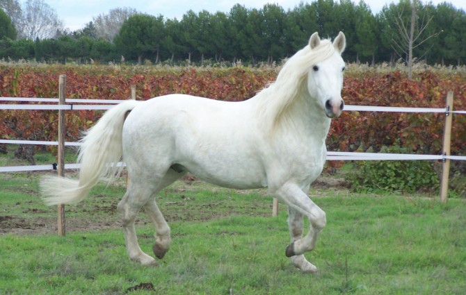 camargue-cheval