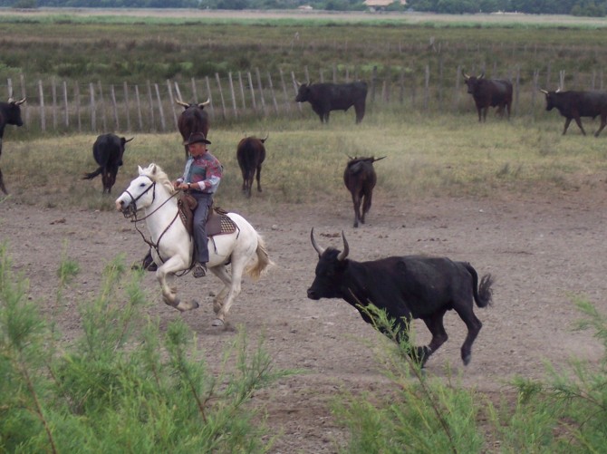 gardian camargue