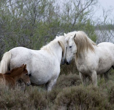 chevaux camargue