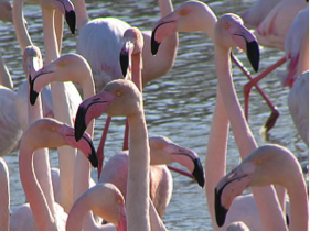 Flamants rose Camargue
