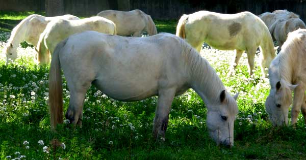 poulain camargue