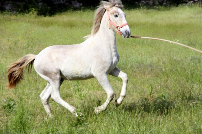 Poulain camargue