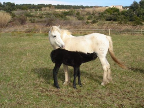 Poulain camargue