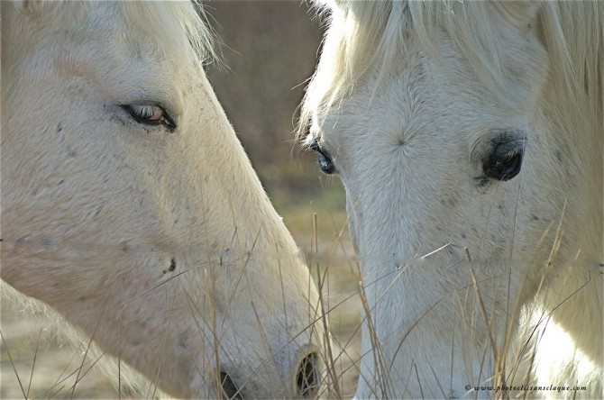 chevaux camarguais