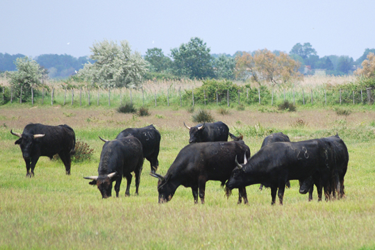 Taureau Camargue