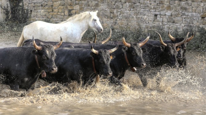 Manade camargue