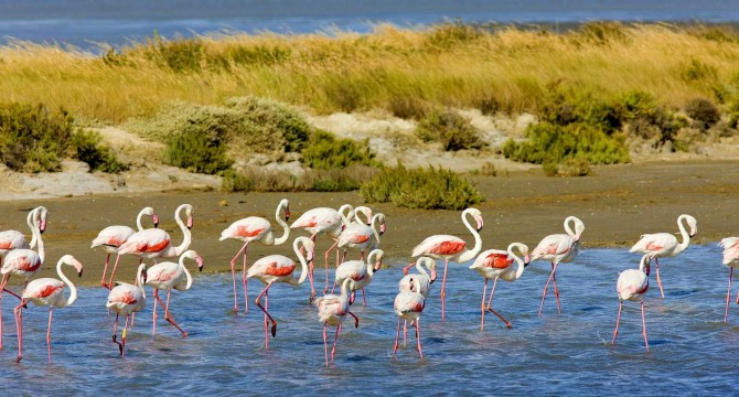 Parc regional camargue