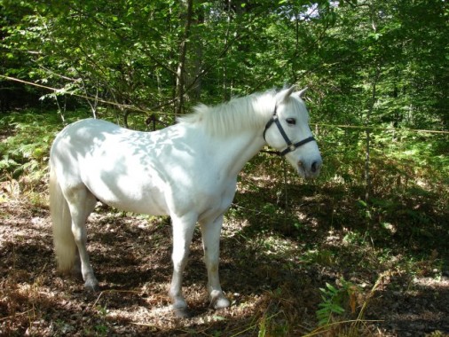 Cheval camarguais