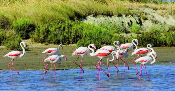 flamants roses