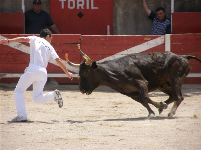 L'homme et le taureau durant la course camarguaise.