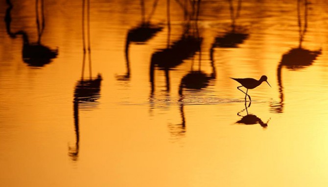 photo-oiseaux-camargue